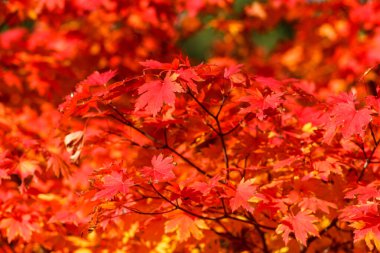 Kyiv Botanik Bahçesinde Sonbahar, Ukrayna