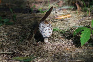 Kyiv Botanik Bahçesinde Sonbahar, Ukrayna