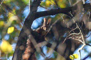 Sonbahar parkında sincap.