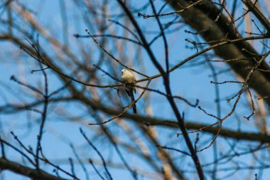 Göletli Winter Park. Kyiv, Ukrayna