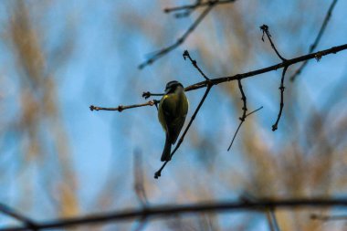 Göletli Winter Park. Kyiv, Ukrayna