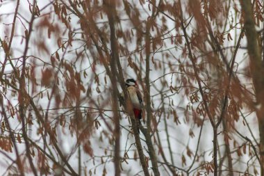 Kış Ormanları ve Tarlaları, Ukrayna