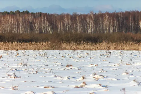 Kış Ormanları ve Tarlaları, Ukrayna