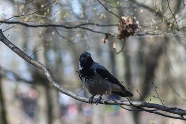 Daldaki Kapüşonlu Karga