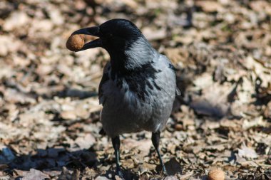 Daldaki Kapüşonlu Karga