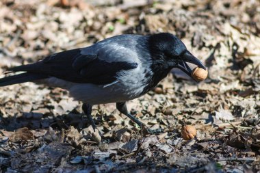 Daldaki Kapüşonlu Karga