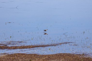 Ukrayna nehir ve göl manzarası