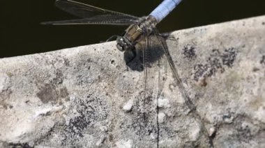 Yakın çekimde yusufçuk