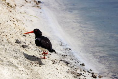 Nehir kıyısındaki istiridye avcısı.