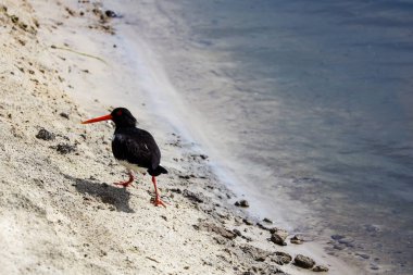 Nehir kıyısındaki istiridye avcısı.