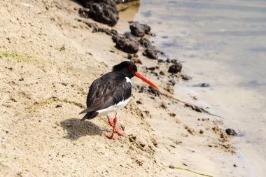 Nehir kıyısındaki istiridye avcısı.