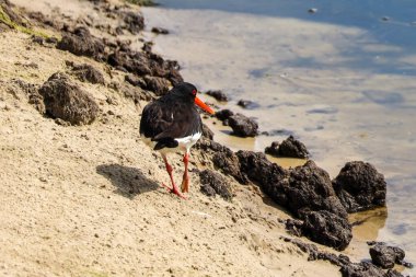 Nehir kıyısındaki istiridye avcısı.