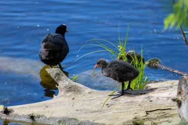 Yavrularla Avrasya Yosunu