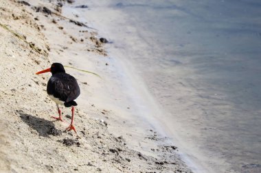 Nehir kenarındaki Avrasya İstiridye Yakalayıcısı