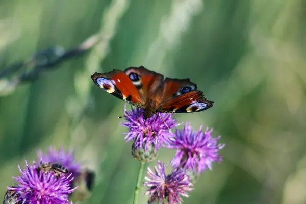 stock image European Peacock Butterfly on the Meadow