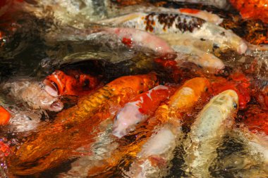 Japon Bahçe Havuzunda Sazan Balığı