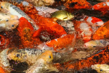 Japon Bahçe Havuzunda Sazan Balığı