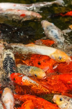 Japon Bahçe Havuzunda Sazan Balığı