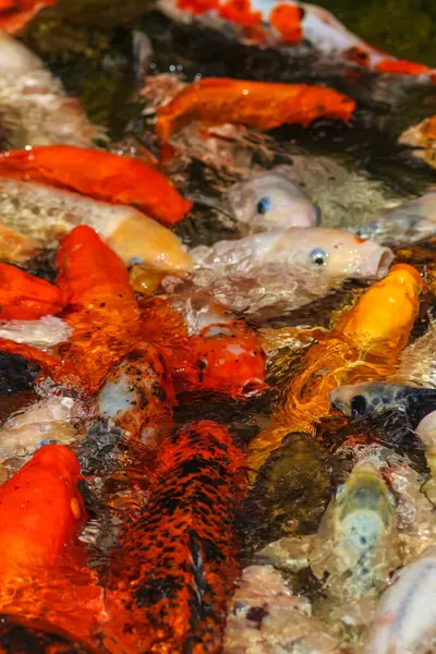 stock image Koi Carp Fish in the Japanese Garden Pond