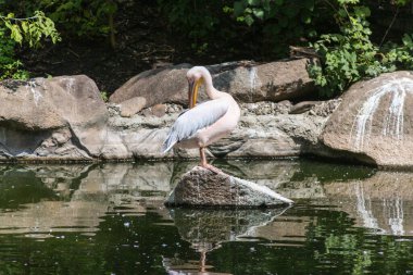 Dalmaçyalı ve Pembe Sırtlı Pelikanlar