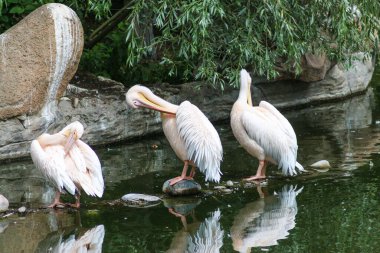 Dalmaçyalı ve Pembe Sırtlı Pelikanlar
