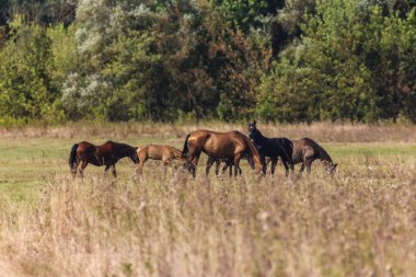 Akhal-Teke Horses Grazing in a Scenic Field clipart