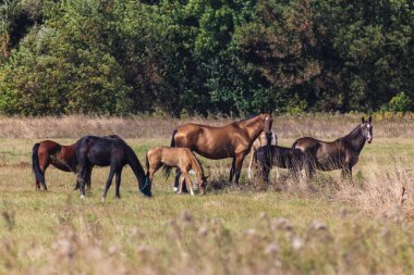 Akhal-Teke Horses Grazing in a Scenic Field clipart