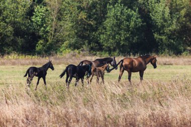 Akhal-Teke Horses Grazing in a Scenic Field