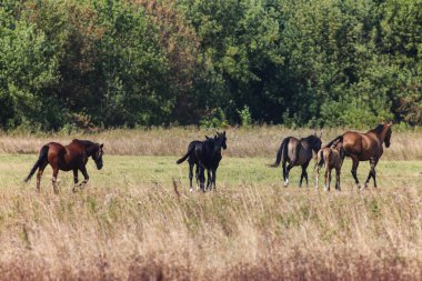 Akhal-Teke Horses Grazing in a Scenic Field clipart