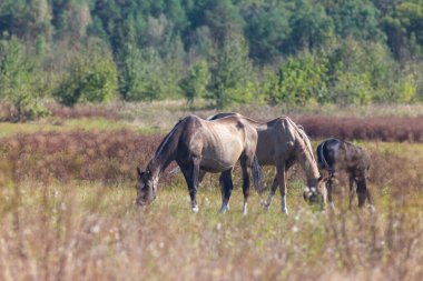 Akhal-Teke Sahne Alanında Otlanan Atlar