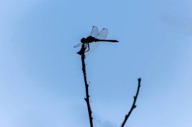 Gökyüzüne karşı kurumuş bir dalda yusufçuk