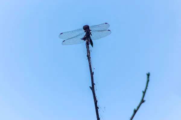 stock image Dragonfly on a Dry Branch Against the Sky