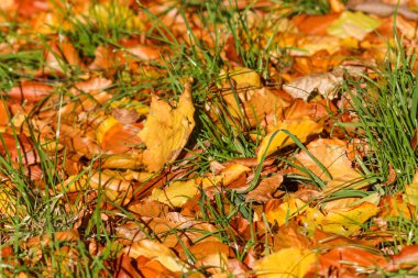Lviv Tarihi Merkezi Sokakları, Ukrayna