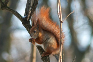 Kış Ormanındaki Sincap