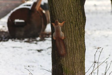 Winter Whiskers: Squirrel Adventures in a Snowy Park clipart