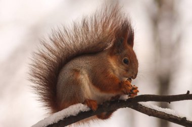 Winter Whiskers: Squirrel Adventures in a Snowy Park clipart