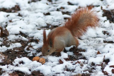 Winter Whiskers: Squirrel Adventures in a Snowy Park clipart