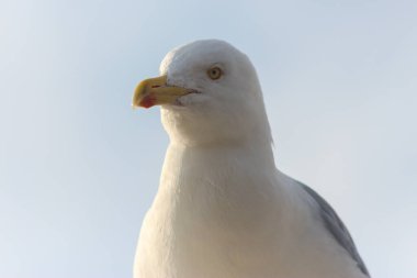 Sarı bacaklı martı, Akdeniz Gökyüzünün Kralı.