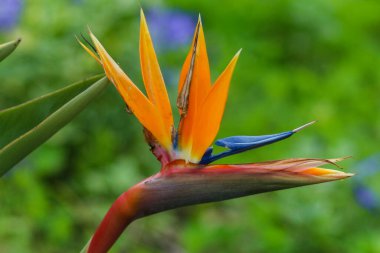 Madeira Adası 'nın canlı çiçekleri ve botanik güzelliği