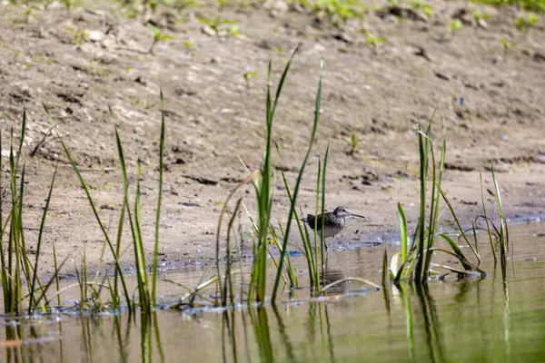 Yaygın Çulluk (Actitis hypoleucos) Palearctic Shorebird