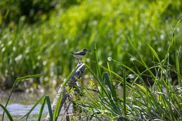 Yaygın Çulluk (Actitis hypoleucos) Palearctic Shorebird