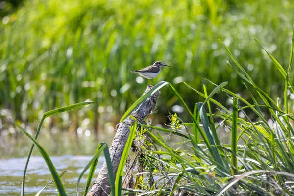 Yaygın Çulluk (Actitis hypoleucos) Palearctic Shorebird