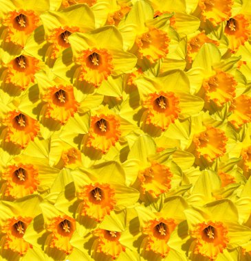 Çoklu nergisler Latince adı Narcissus Altın Madalya çiçekleri