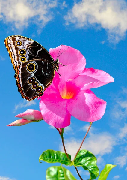 Błękitny Motyl Morpho Łacińska Nazwa Morpho Peleides Kwiatku Zdjęcia Stockowe bez tantiem