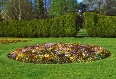 Karışık Viola çiçekleri Çitli yataklar ve arkasında ağaçlar.