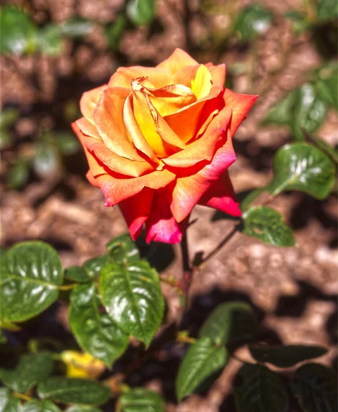 庭にバラの花が咲くのが一般的な名前です — ストック写真