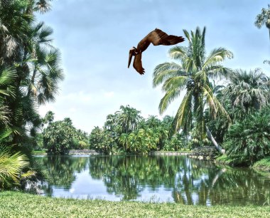 Miami Florida 'daki Fairchild Tropikal Bahçeleri üzerinde uçan kahverengi pelikanlar. 
