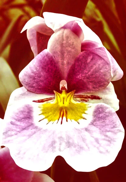 Miltoniopsis Five Oaks Kwiat Ogrodzie Nazwa Zwyczajowa Bratek Orchidea — Zdjęcie stockowe