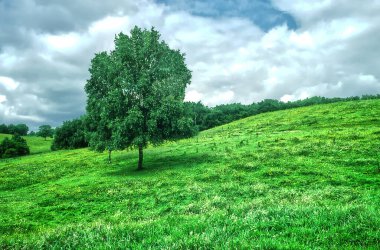 Betula pendula ağacı yaygın adı Gümüş huş ağacı