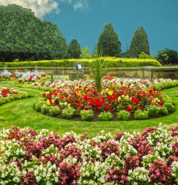 Hampton Court Palace Gardens 'da begonya semperfloren çiçek yatakları 